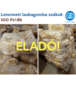 ELADÓ letermett laskagomba zsákok!