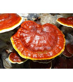 Ganoderma por vagy kapszula?
