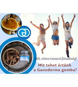 Volt, nincs tavaszi fáradtság. Mit tehet értünk a Ganoderma gomba?